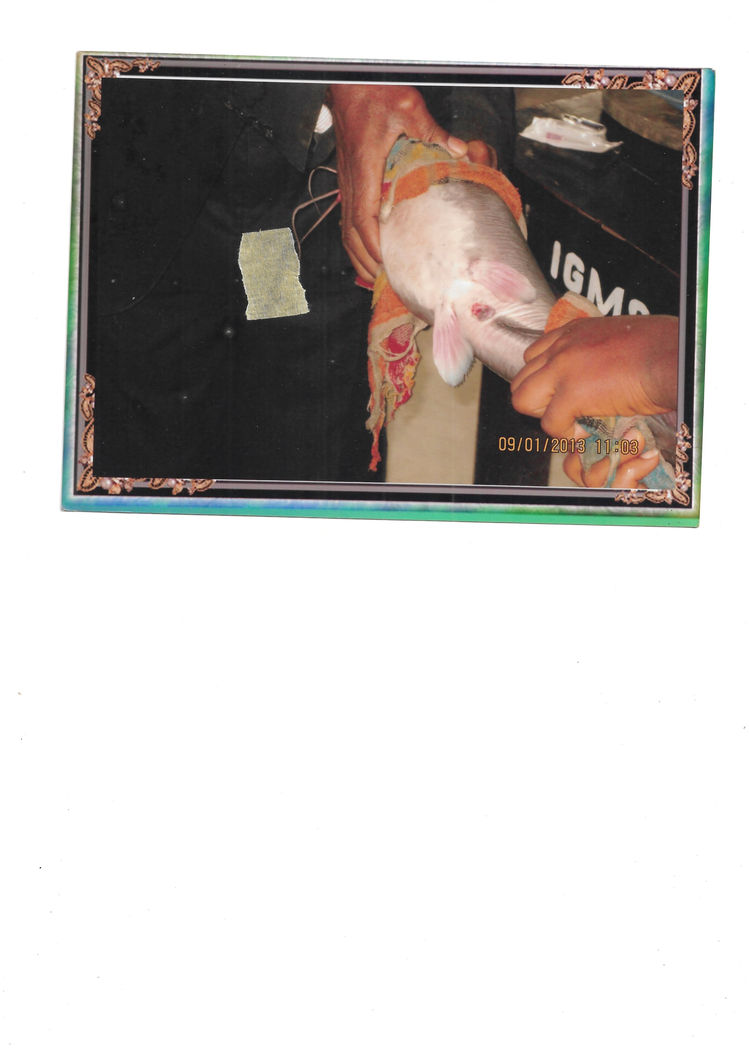 lectures on fish hatching